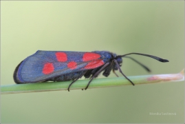 <p>VŘETENUŠKA KOMONICOVÁ (Zygaena viciae) Knížecí ---- /New Forest burnet - Kleines Fünffleck-Widderchen/</p>